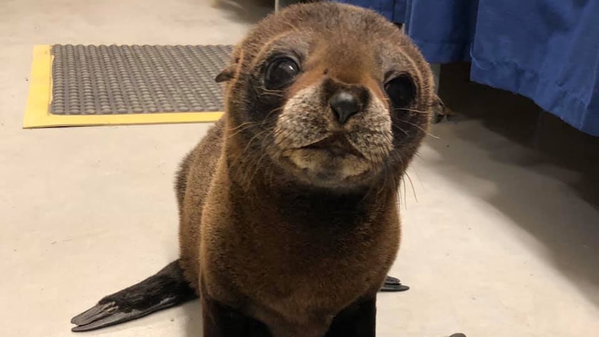 Animal seal Pinniped