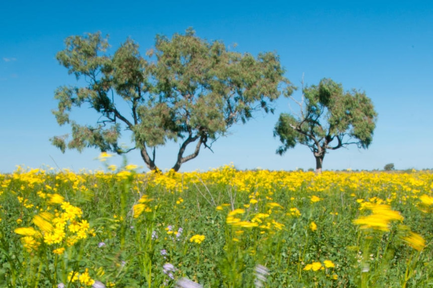 Wildflowers in full bloom