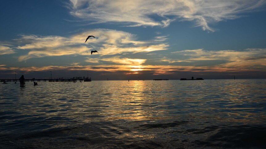 Seagulls at sunset at Half Moon Bay, March 3, 2014.