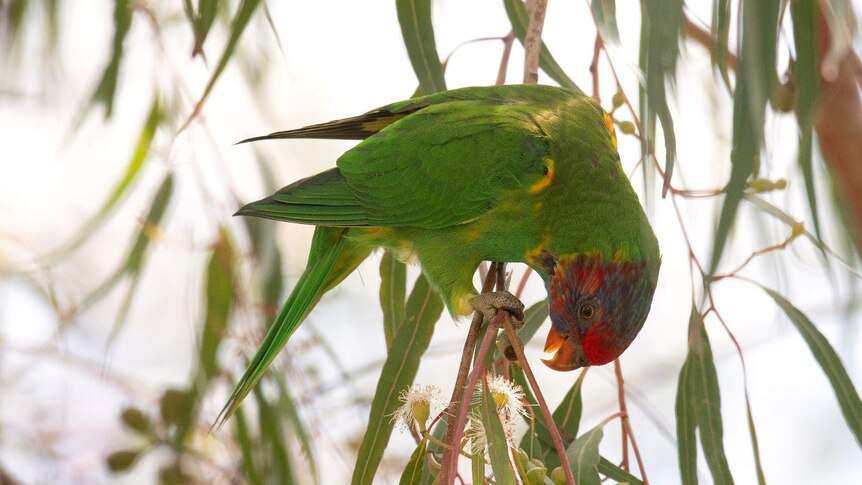 Picture of a green bird with a coloured face