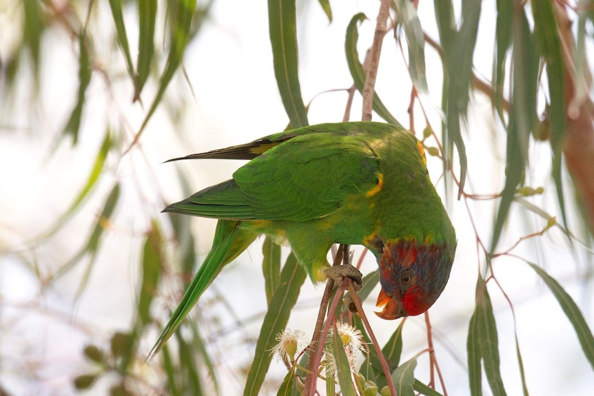 Picture of a green bird with a coloured face