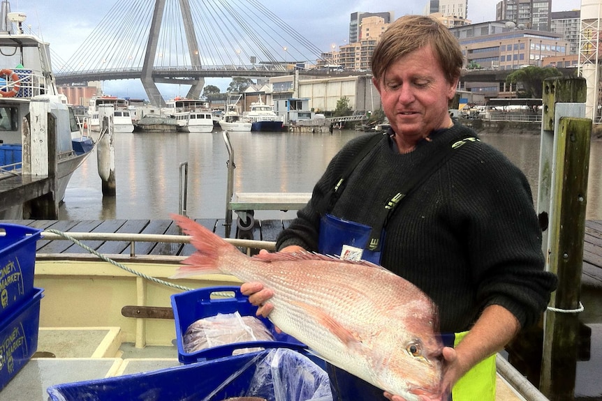 Man holds large red snapper on his boat on at Sydney Fish markets