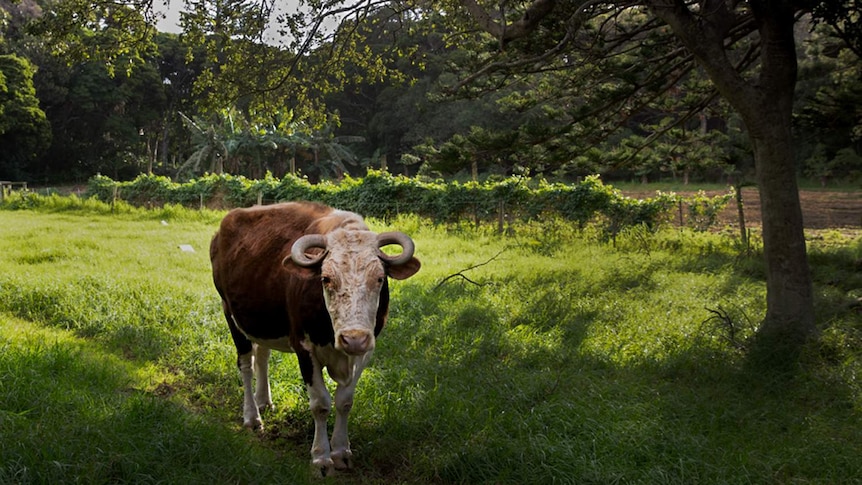 A cow in a field looks at the camera
