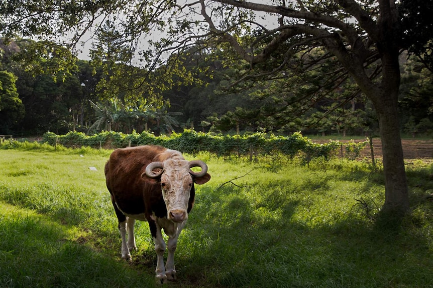 A cow in a field looks at the camera