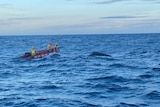 a boat travelling out to rescue a whale calf