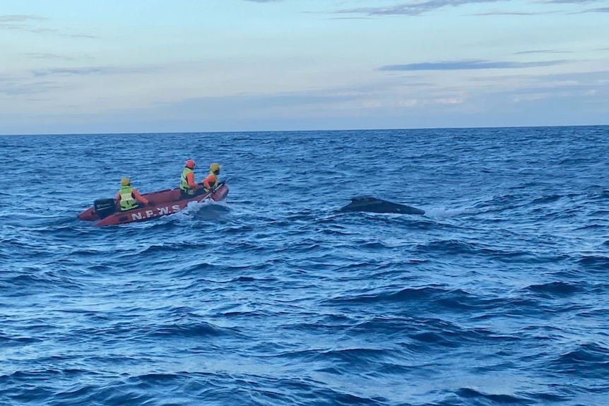 a boat travelling out to rescue a whale calf
