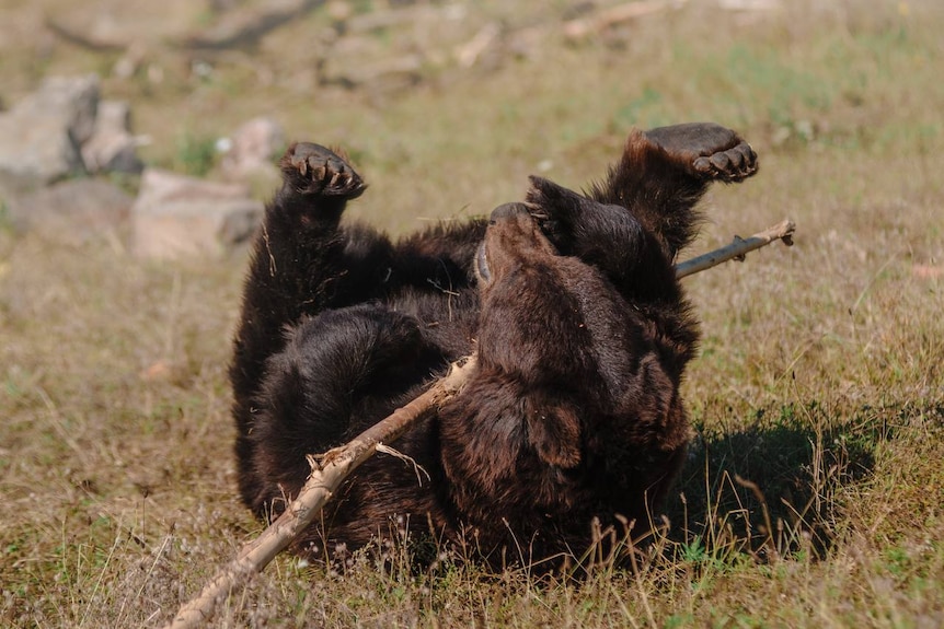 A bear rolls on it's back, playing with a stick.