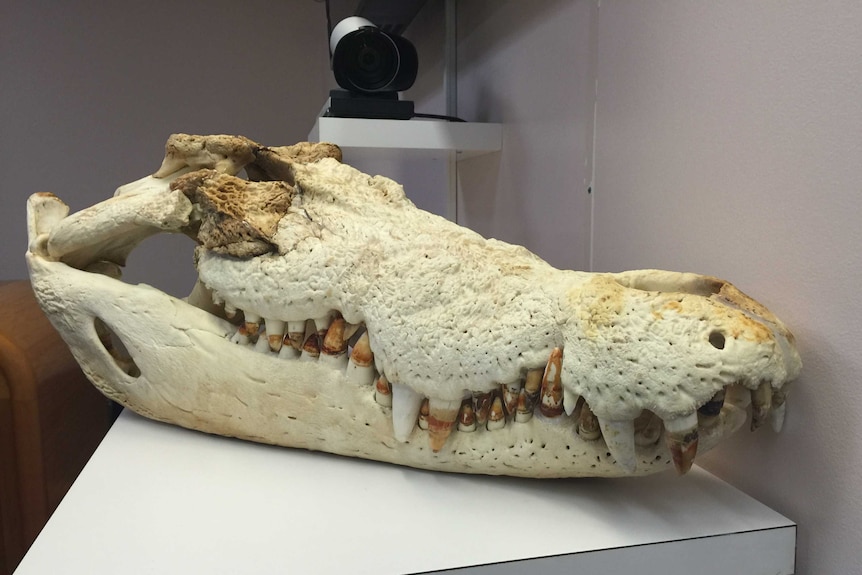 Michael Jackson crocodile skull