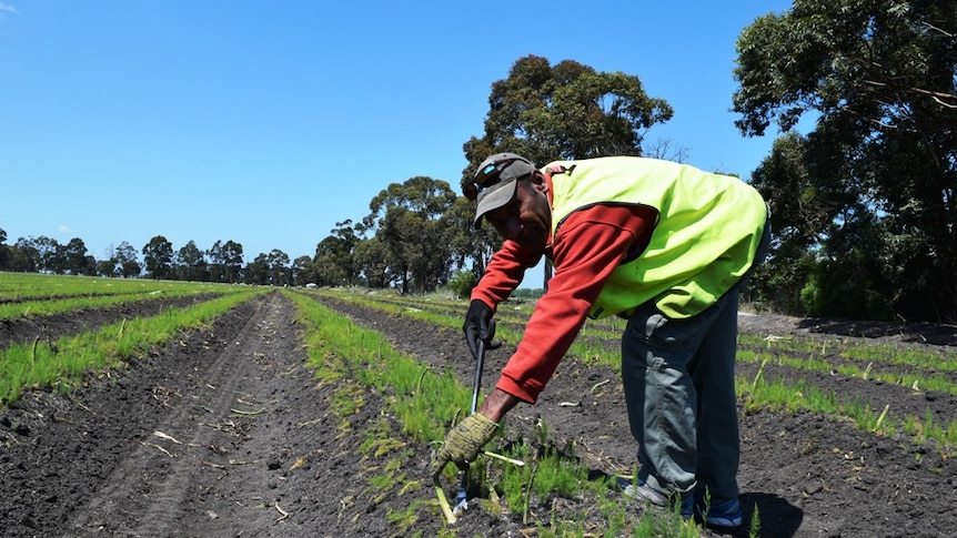 Gilbert Wanmelby, from Vanuatu, harvests asparagus at Kooweerup, in Victoria.