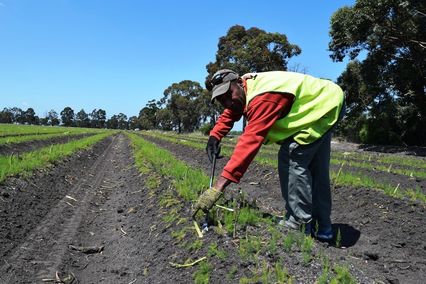 Gilbert Wanmelby, from Vanuatu, harvests asparagus at Kooweerup, in Victoria.