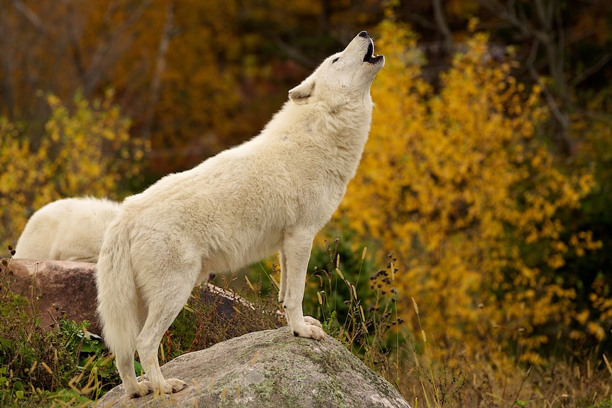 a white wolf howling in the forest