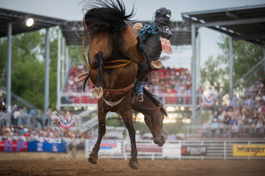 A bronco rider about to take a spill in a rodeo stadium.