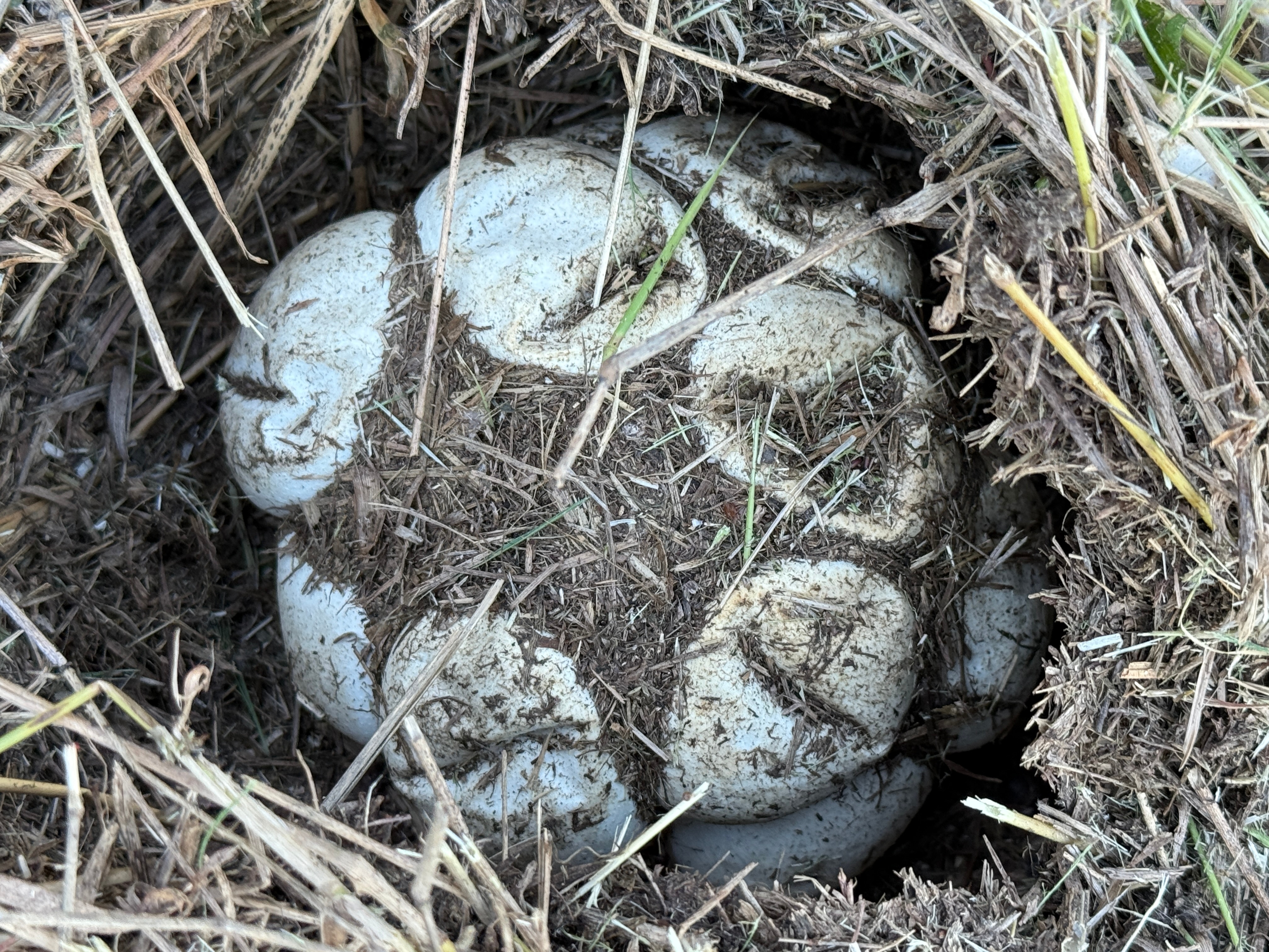 um grupo de ovos de cobra 