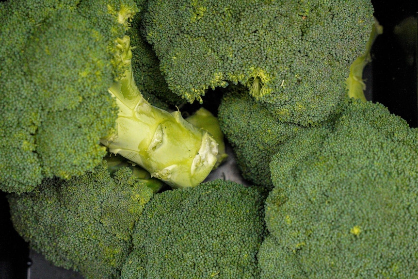 Several heads of broccoli nestled together.