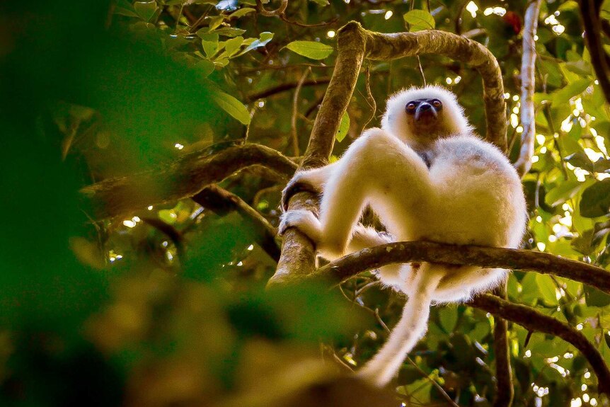 Lemur sitting in tree.