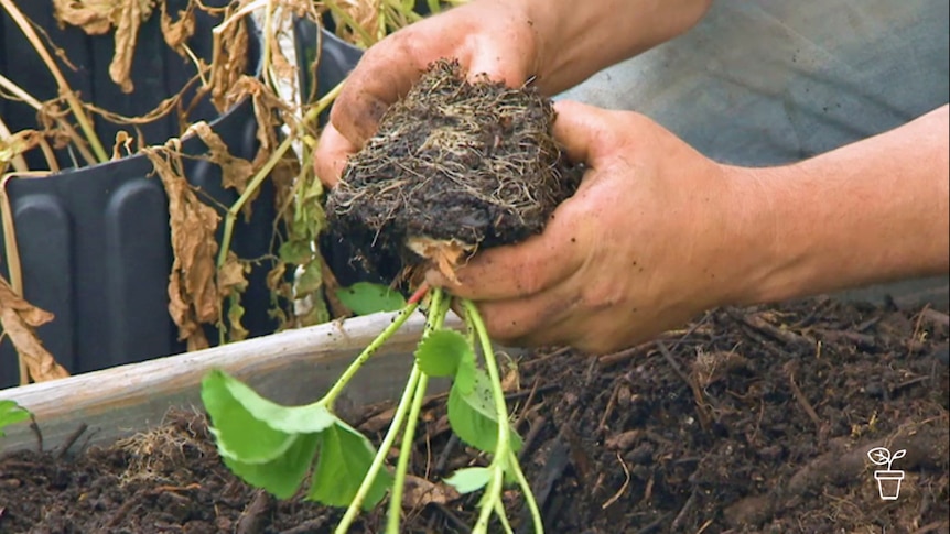 Plant being planted in vegie garden bed