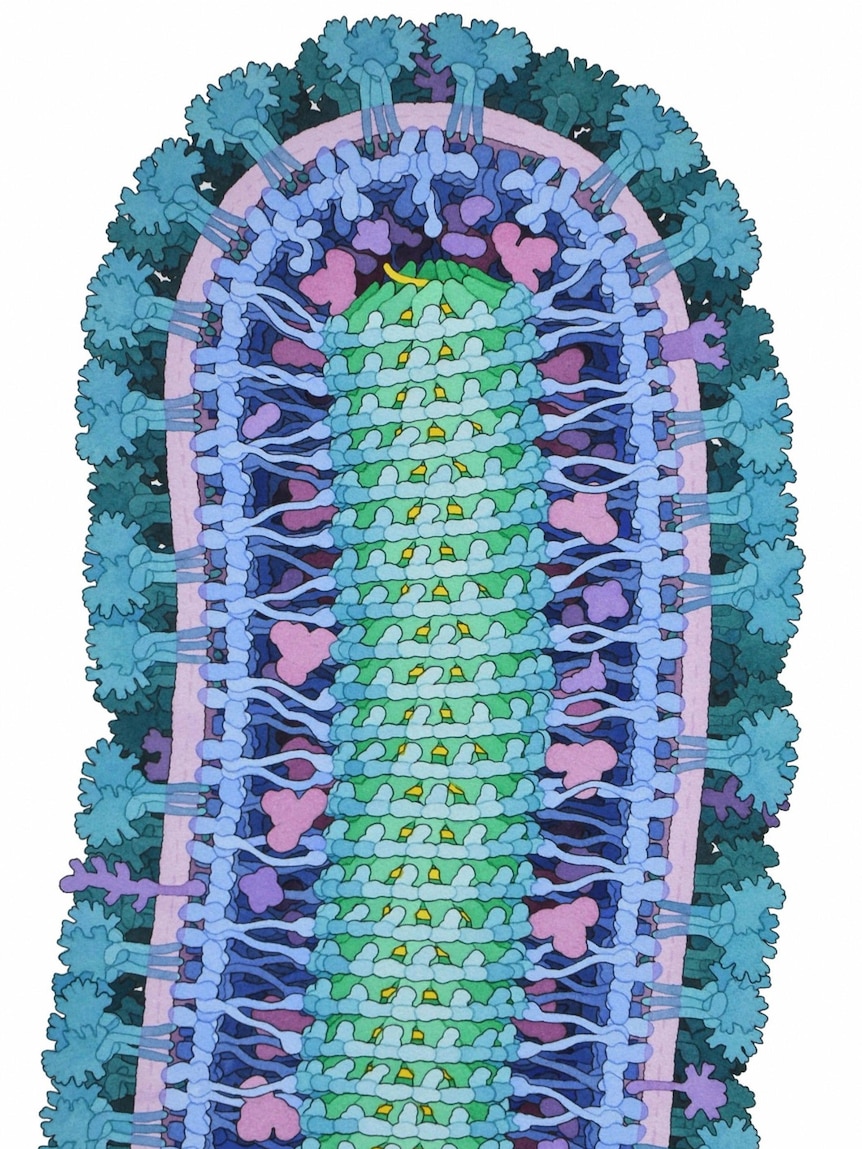 The structure and proteins that make up an Ebola virus particle.