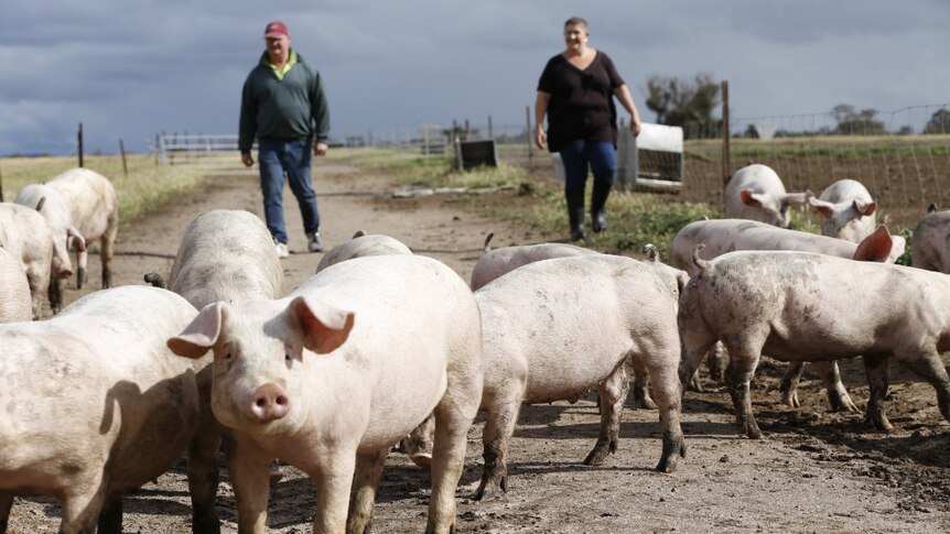 Deb and Daryl Hancock walk behind a herd of pigs.