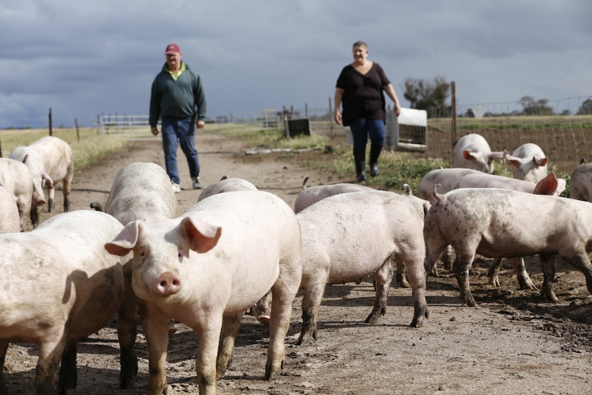 Deb and Daryl Hancock walk behind a herd of pigs.