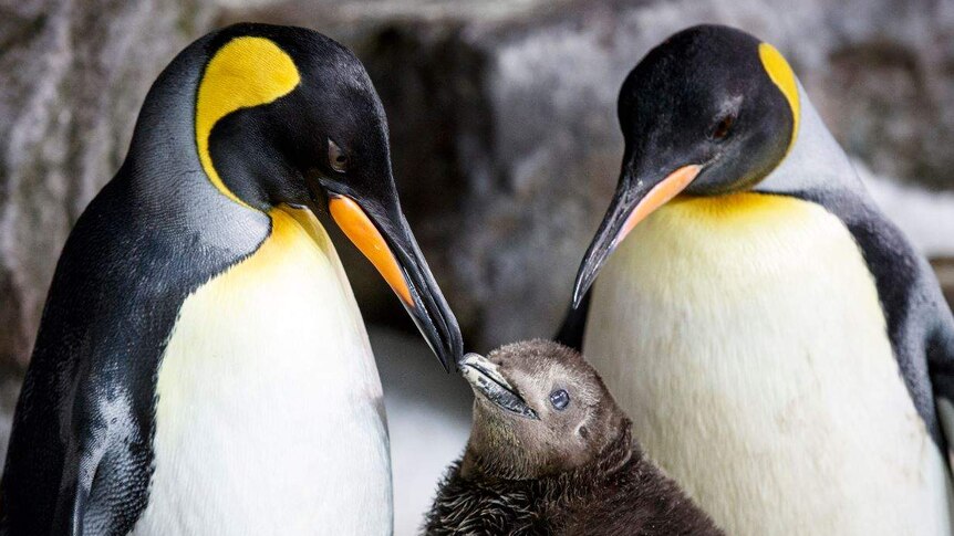 Same Sex Penguin Couple Foster A Chick Abc Listen