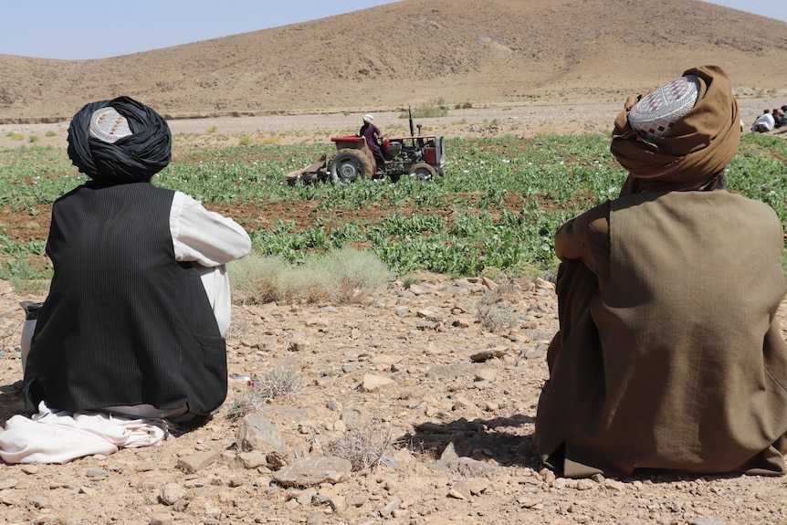 Two farmers watch a tractor destory their poppy crop. 