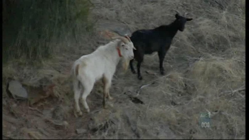 Feral goats betray own kind