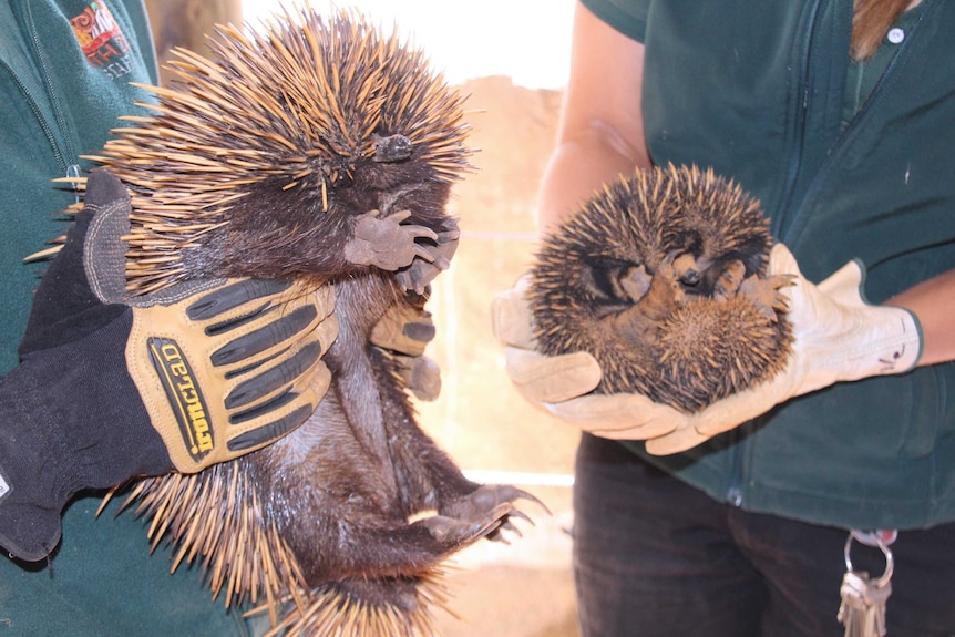 Two short-beaked echidnas are held up by zoo staff wearing gloves.