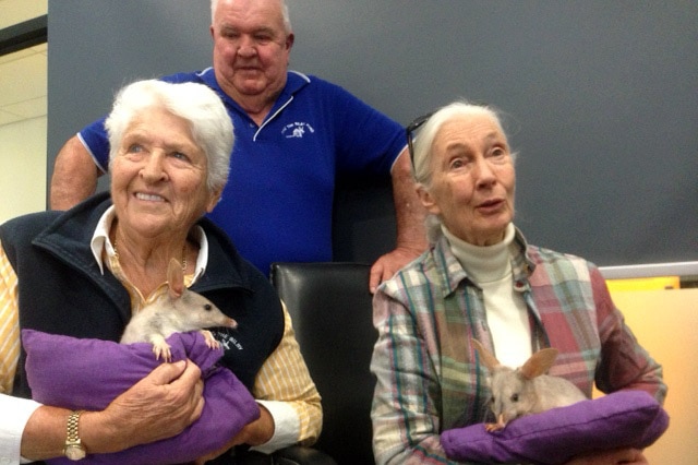 Two older women sit in chairs holding young bilbies with a man in a blue shirt standing behind them.