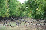 Magpie geese on a Top End Farm