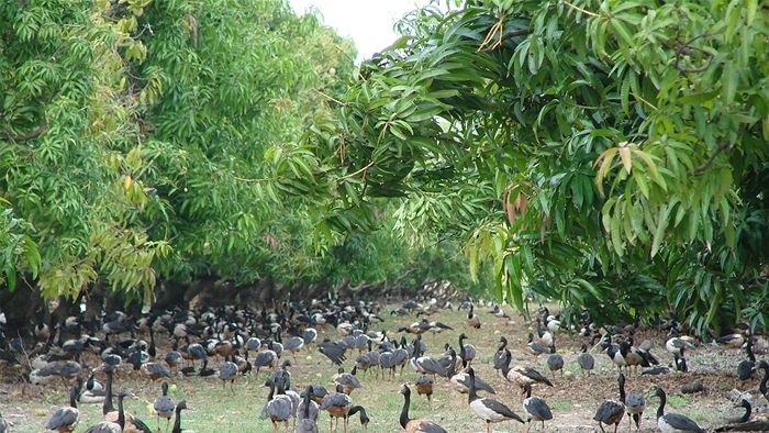 Magpie geese on a Top End Farm