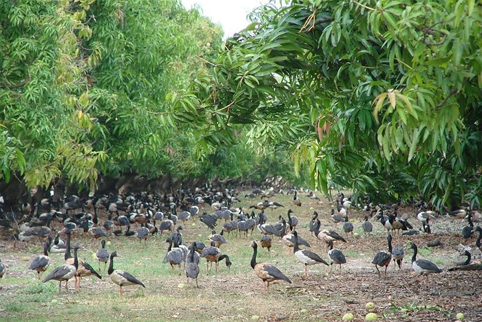Magpie geese on a Top End Farm