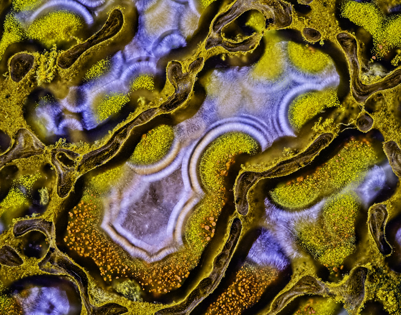 an extremely close up image of the cells in an agatized dinosaur bone