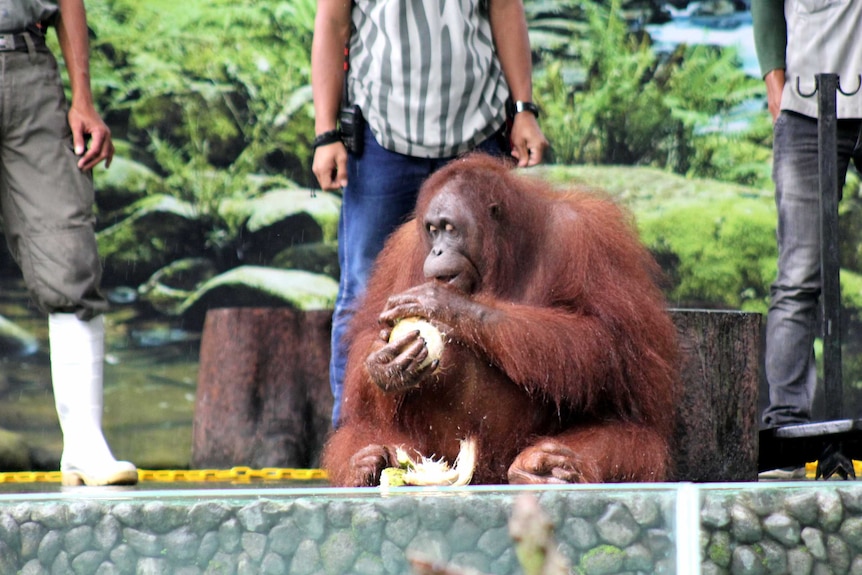 Orangutan performs on stage surround  by keepers