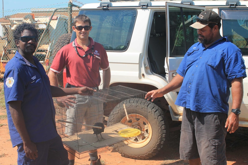 Three men with a captured Nicobar pigeon on the Dampier Peninsula.