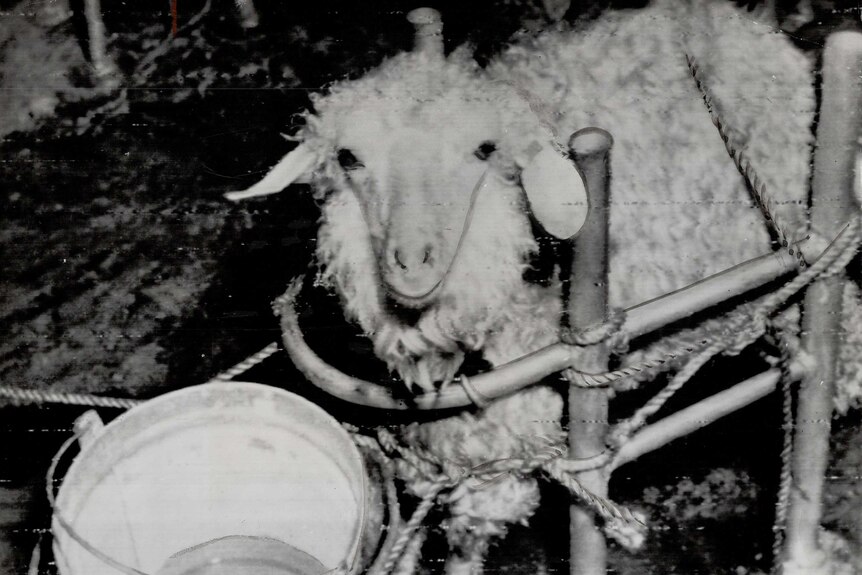 A goat under study after the Operation Crossroads nuclear weapons tests at Bikini Atoll.