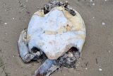 A dead turtle washed ashore missing some of its flippers
