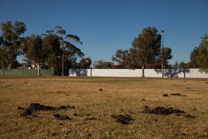 Cow manure covering the local football oval in Laverton, WA.