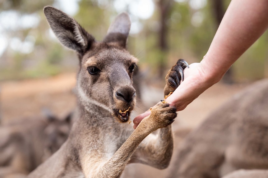 A kangaroo being hand-fed