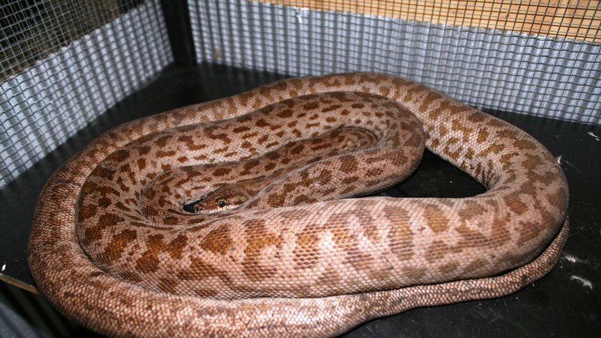 A close shot of a long Oenpelli python
