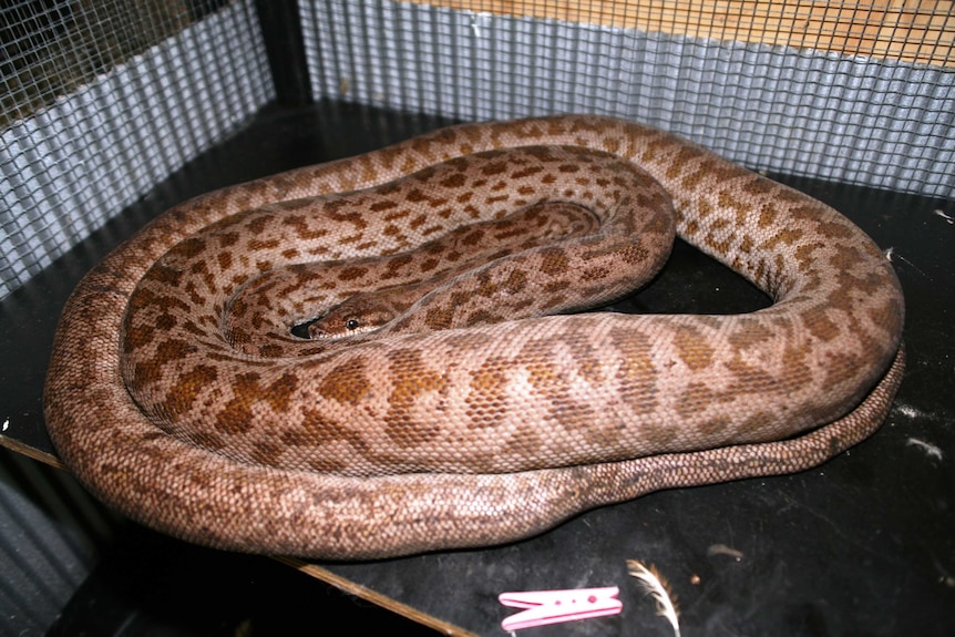 A close shot of a long Oenpelli python
