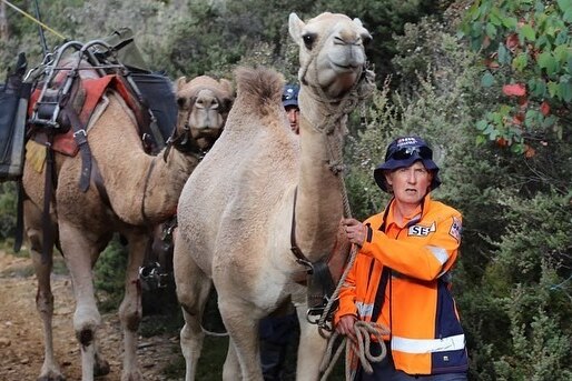 An SES volunteer leads two camels through bushland.