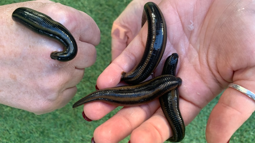 Four black leeches cupped in people's hands and swollen from sucking blood  