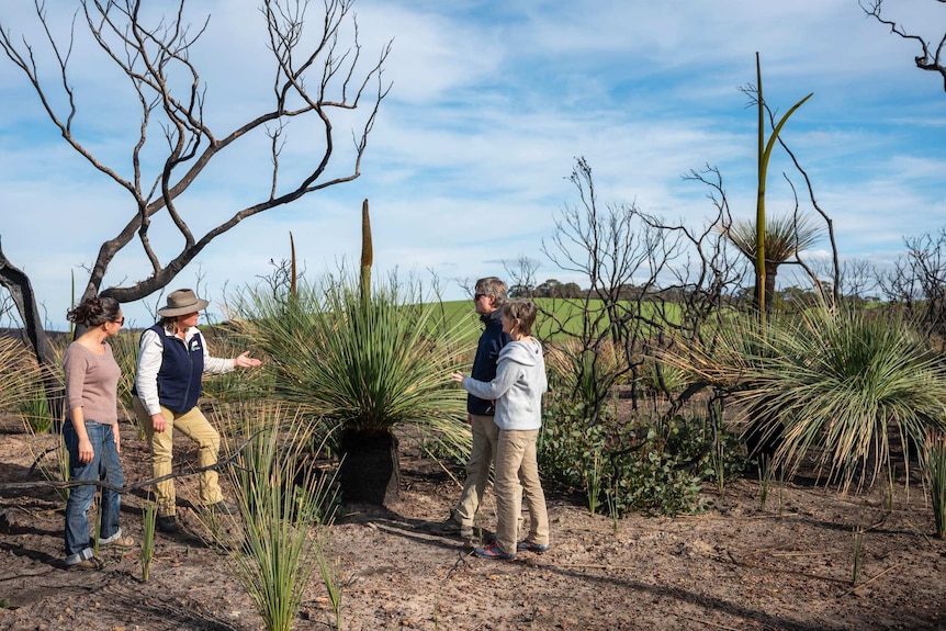Nikki shows a group of tourists how the bushland is regenerating after the devastating bushfires.