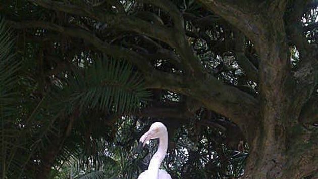 Bashed flamingo