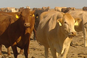 North Australian Pastoral Company cattle on Alexandria Station in the Northern Territory.