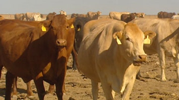 North Australian Pastoral Company cattle.