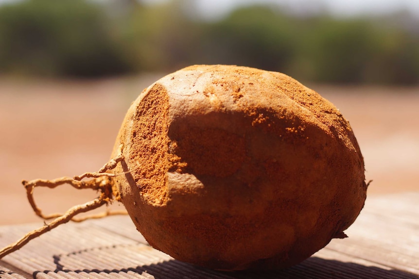 The kulyu, which is similar to the sweet potato.