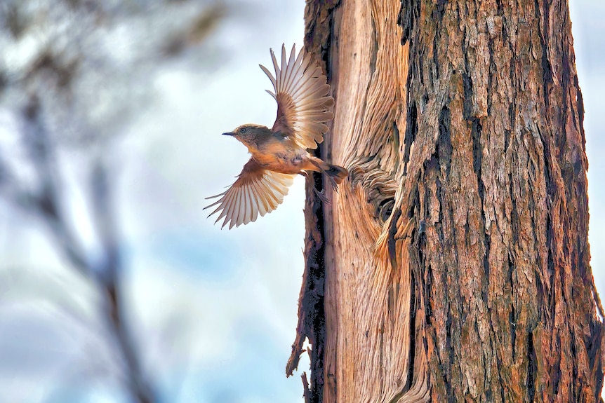 A bird flies out of a wild sandalwood tree growing in WA's rangelands.