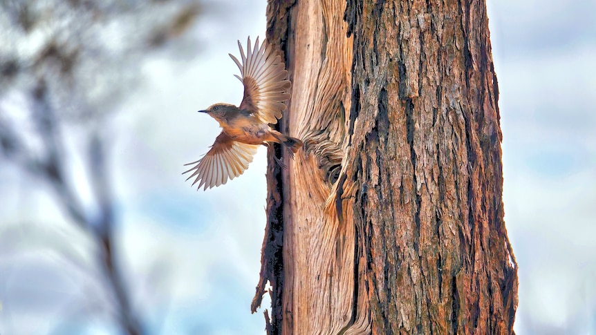 A bird flies out of a wild sandalwood tree growing in WA's rangelands.