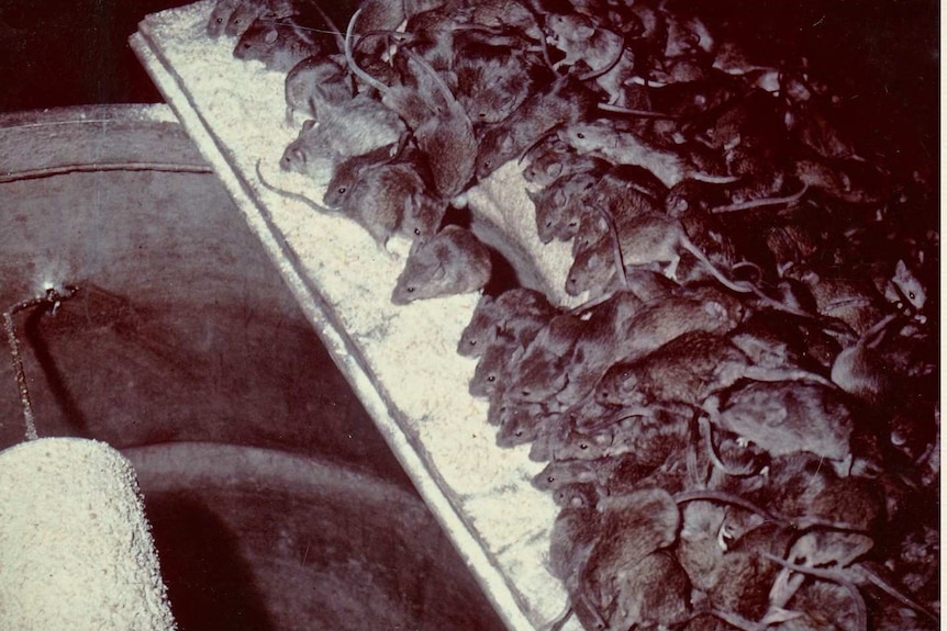 Black and white image of hundreds of mice climbing on farming equipment.